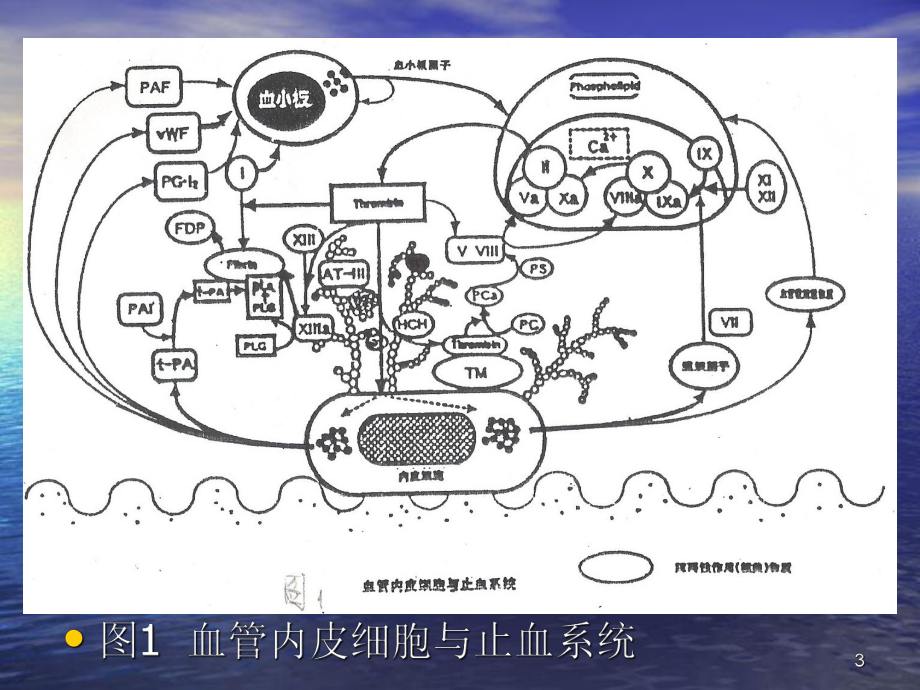血栓与止血的筛选试验及其临床应用ppt课件_第3页