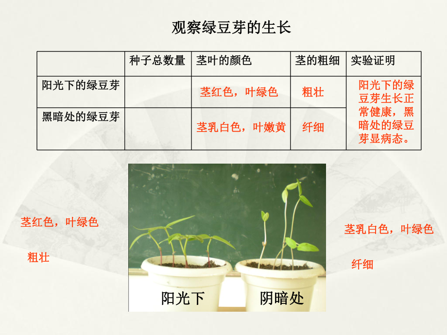 觀察綠豆芽的生長_第5頁