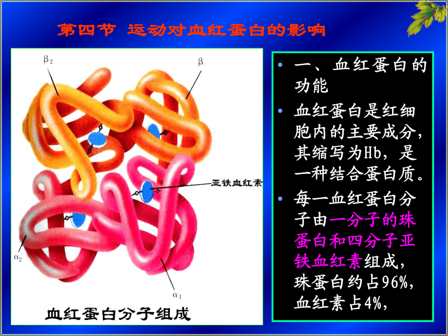 運(yùn)動對血紅蛋白的影響_第1頁