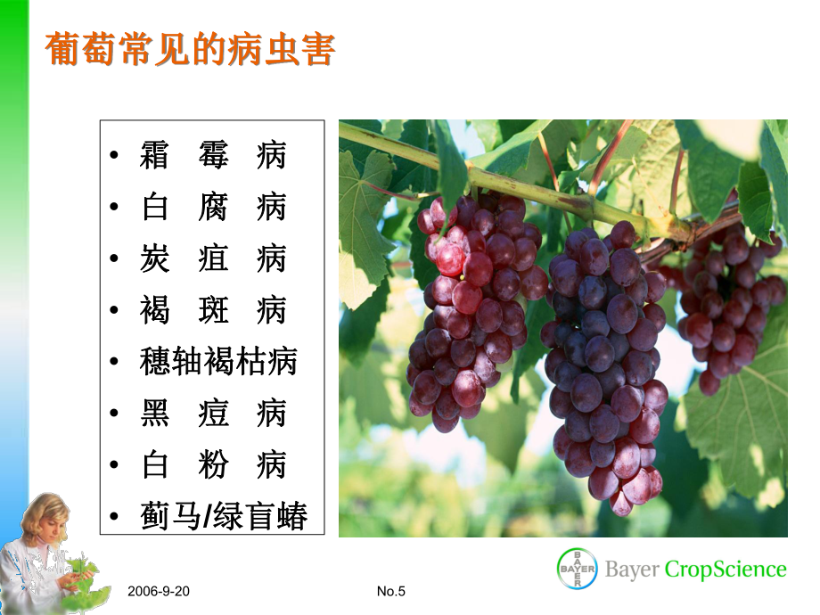 北方葡萄病蟲害防術_第5頁