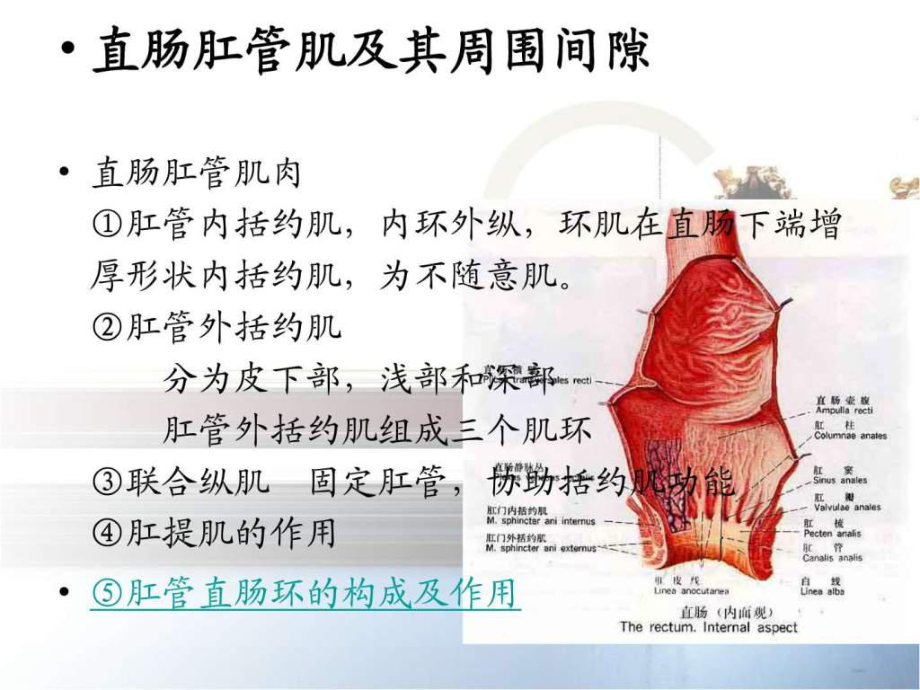 常見肛腸疾病的診斷和治療ppt課件_第5頁(yè)
