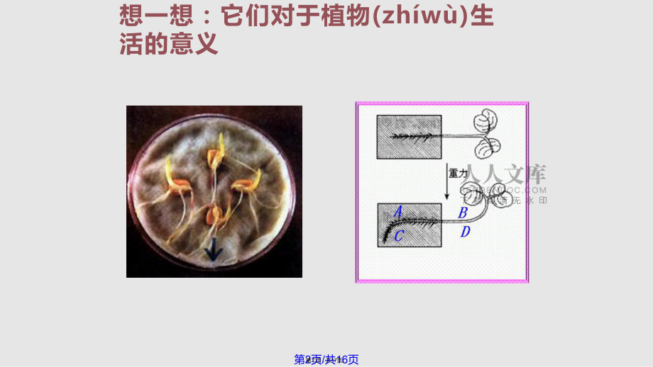 八章生物的運(yùn)動一節(jié)運(yùn)動的方式實(shí)用教案_第2頁