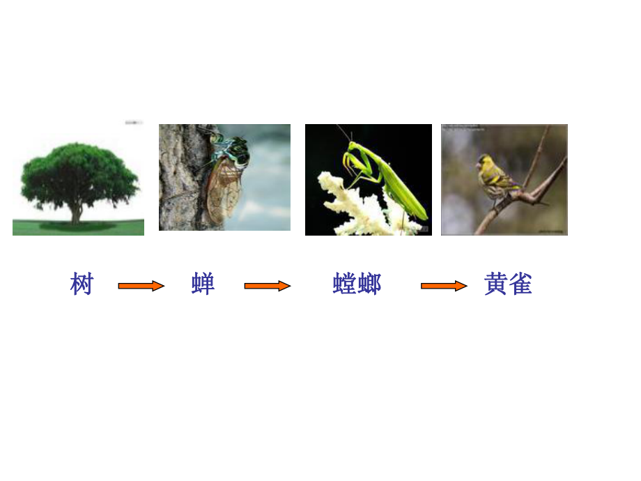 2020小學(xué)六年級下冊科學(xué)課件-《有趣的食物鏈》4|人教版(9張)ppt課件_第3頁