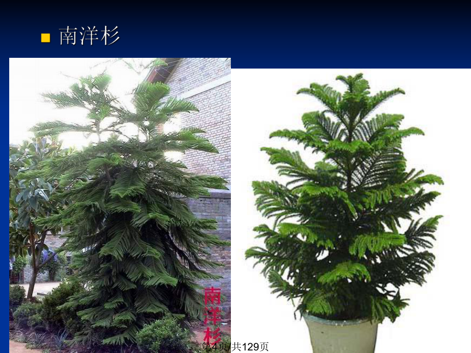 ——各论——针叶裸子植物观赏_第4页