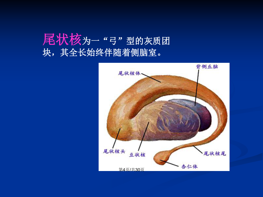 基底节区解剖位置关系图及临床PPT学习教案_第5页