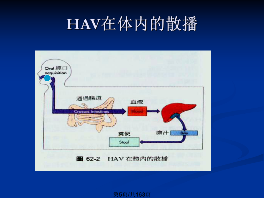 肝炎病毒和黃V出血熱V皰疹_第5頁