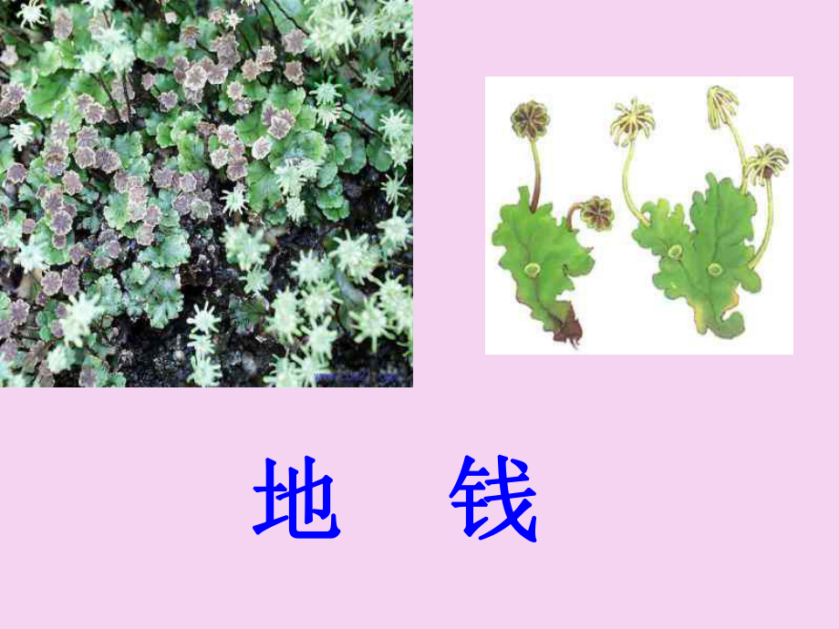 绿色植物的主要类群 济南七级上 ppt课件_第5页