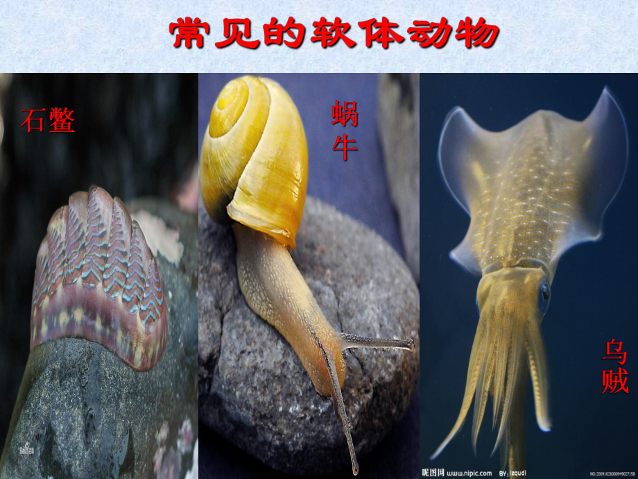 八年级上 2013第三节 软体动物和节肢动物_第4页