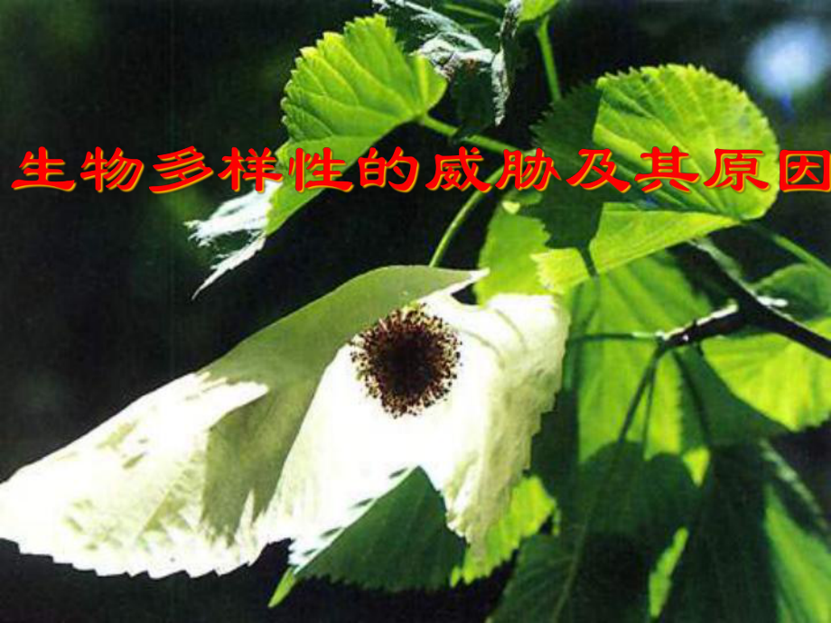 152保護(hù)生物多樣性的艱巨使命_第3頁
