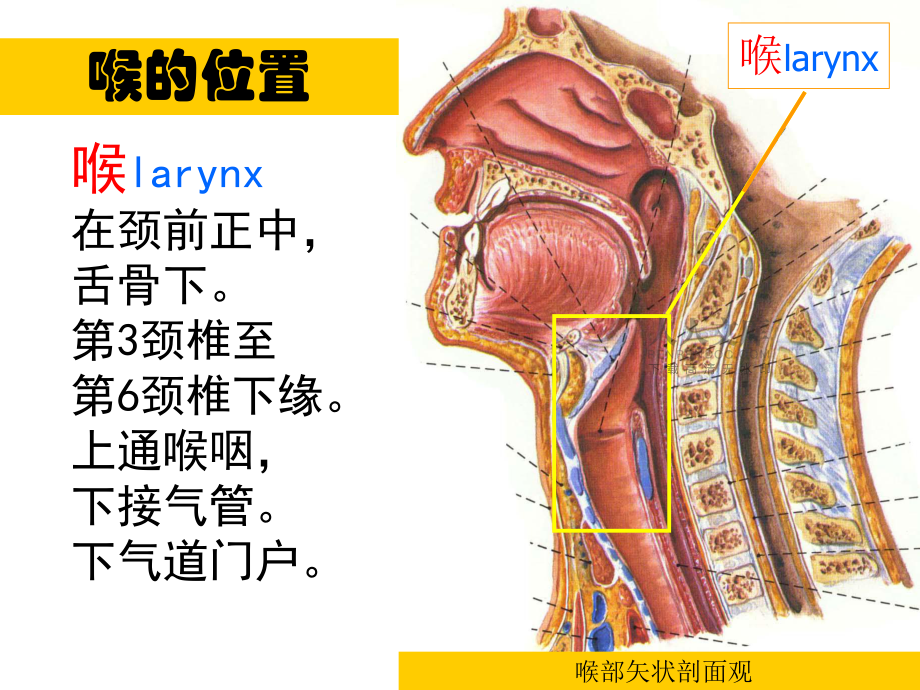 喉部解剖第八版课件_第2页