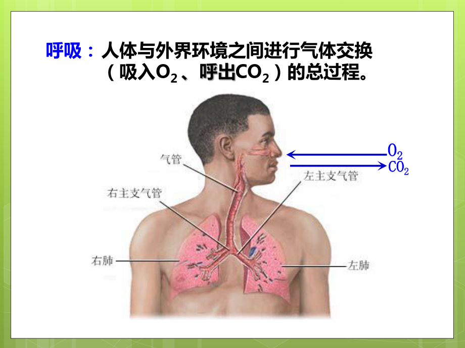 高中生物人教版5.3 ATP的主要来源-细胞呼吸_第3页