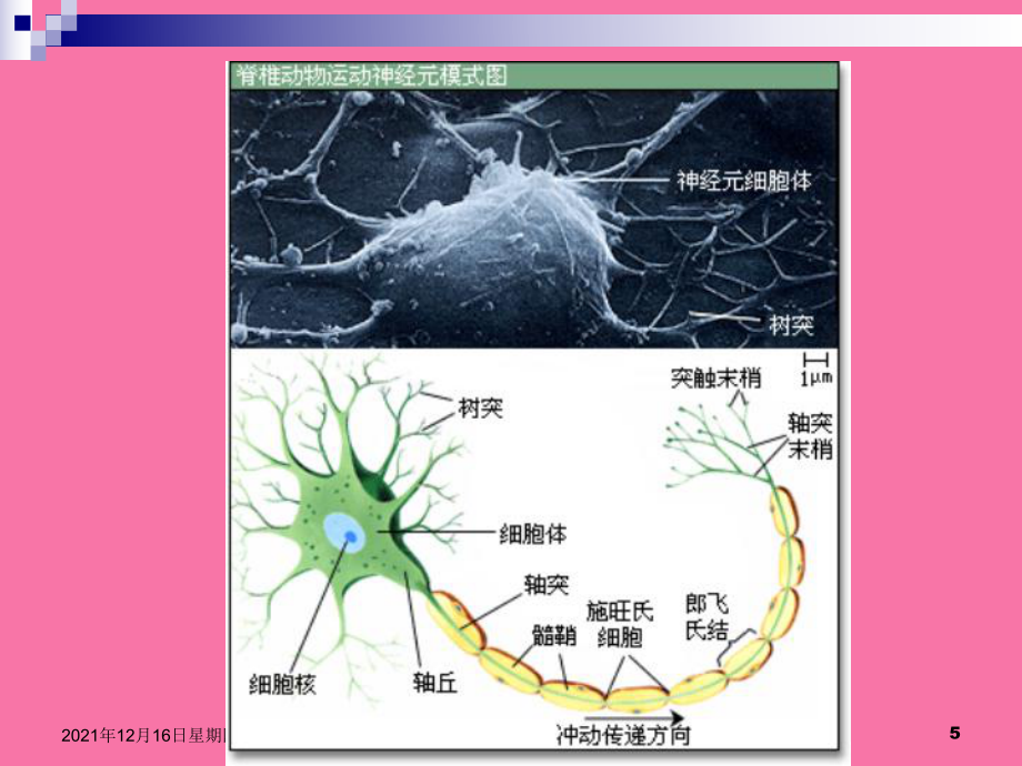 生理学 第二章 心理的神经生理机制ppt课件_第5页