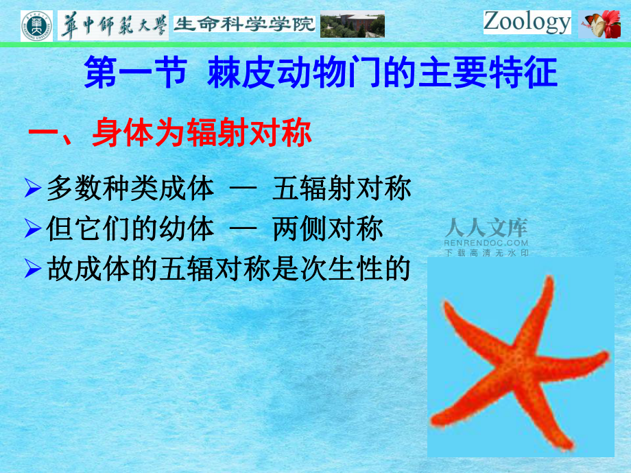 普通动物学-第十一章棘皮动物门ppt课件_第2页