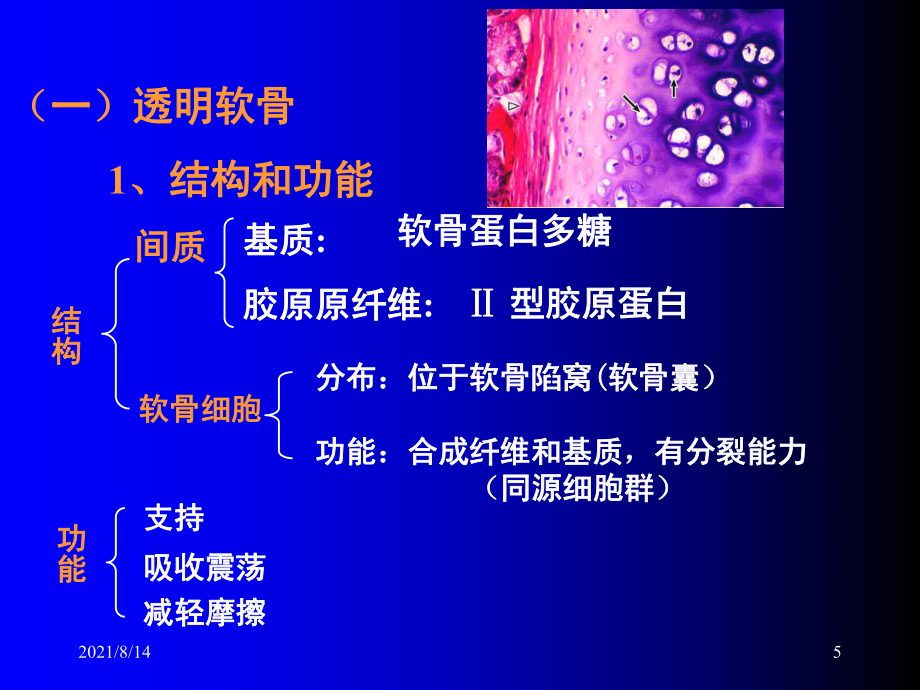 组织学与胚胎学课件——骨_第5页