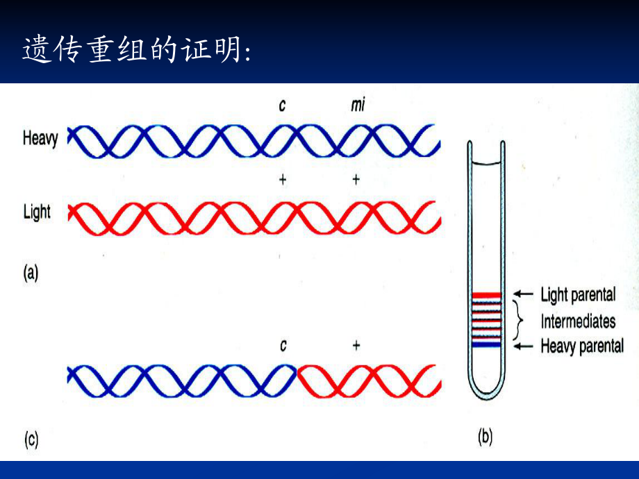 CH09遗传重组_第4页