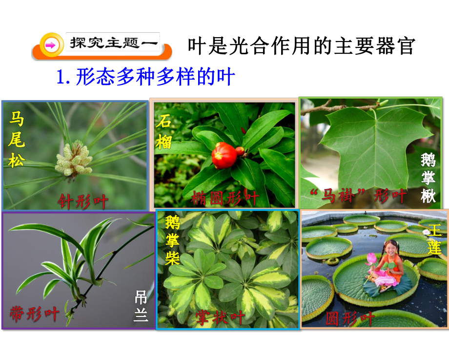 苏教版初中生物七上第3单元第六章第二节《植物光和作用的场所》课件(共30张ppt)(共30张PPT)_第4页