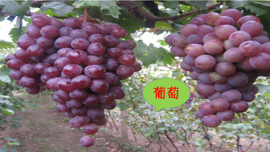 藝術(shù)(夏天的水果)_第5頁(yè)