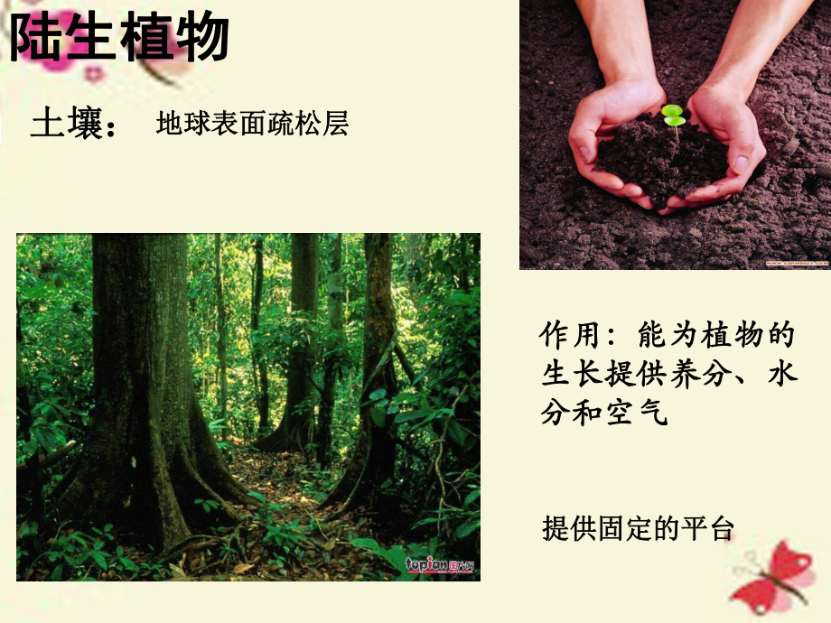 【最新】七年級科學(xué)上冊 1.1 艷麗多姿的生物(第2課時(shí))課件 (新版)華東師大版-(新版)華東師大級上冊自然科學(xué)課件_第5頁