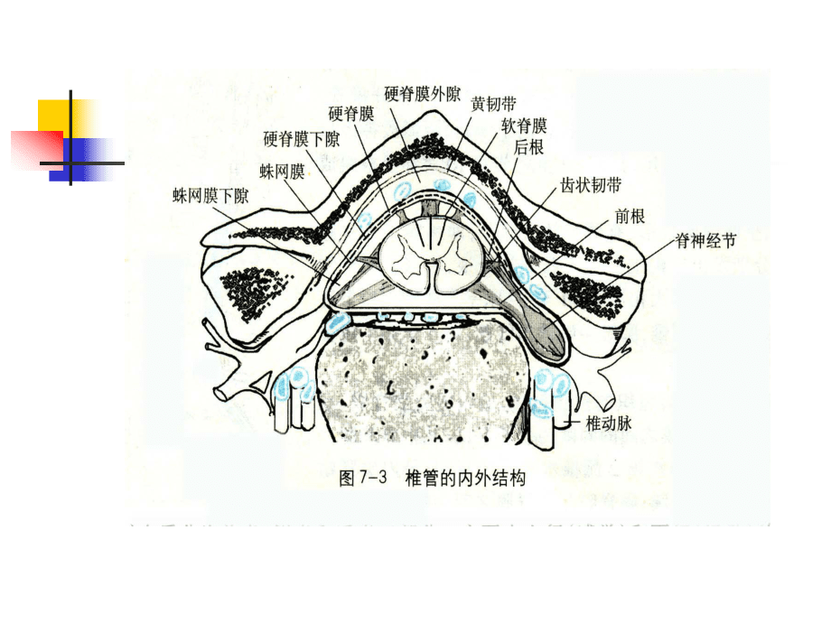 第七章脊髓疾病PPT課件_第3頁(yè)