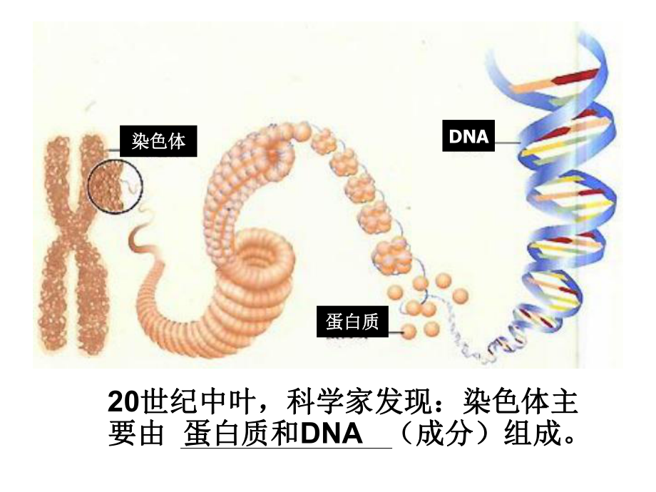 人教版高中生物必修二课件3.1 DNA是主要遗传物质(共37张PPT)_第3页