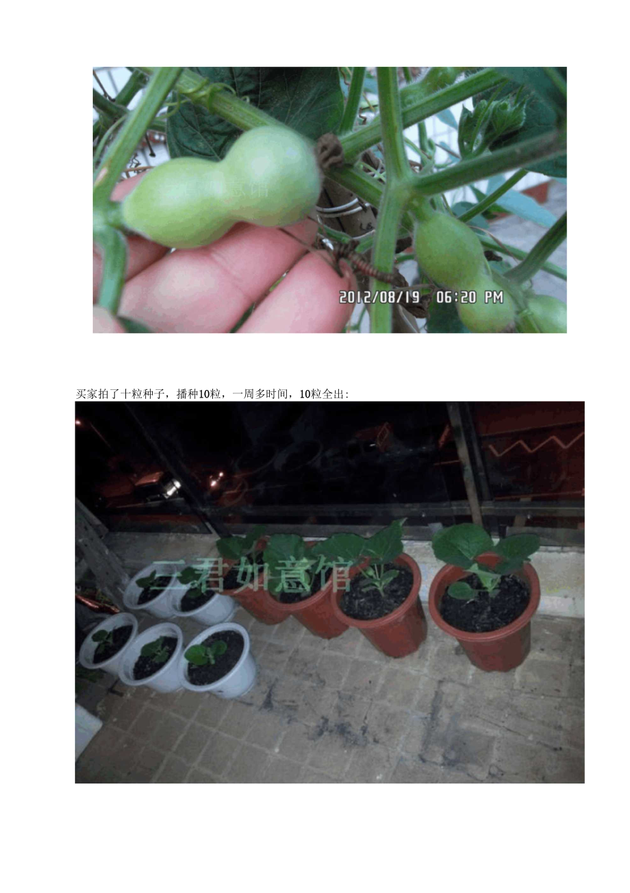 铁包金手捻小葫芦种植技术_第5页