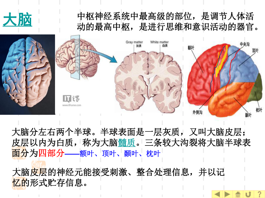 幼儿卫生学之神经系统_第5页