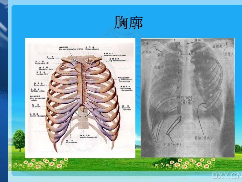 肺部基本病变影像表现_第5页