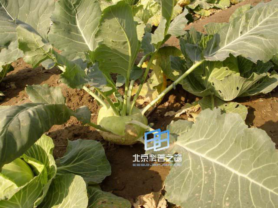 甘蓝的生产栽培技术_第4页