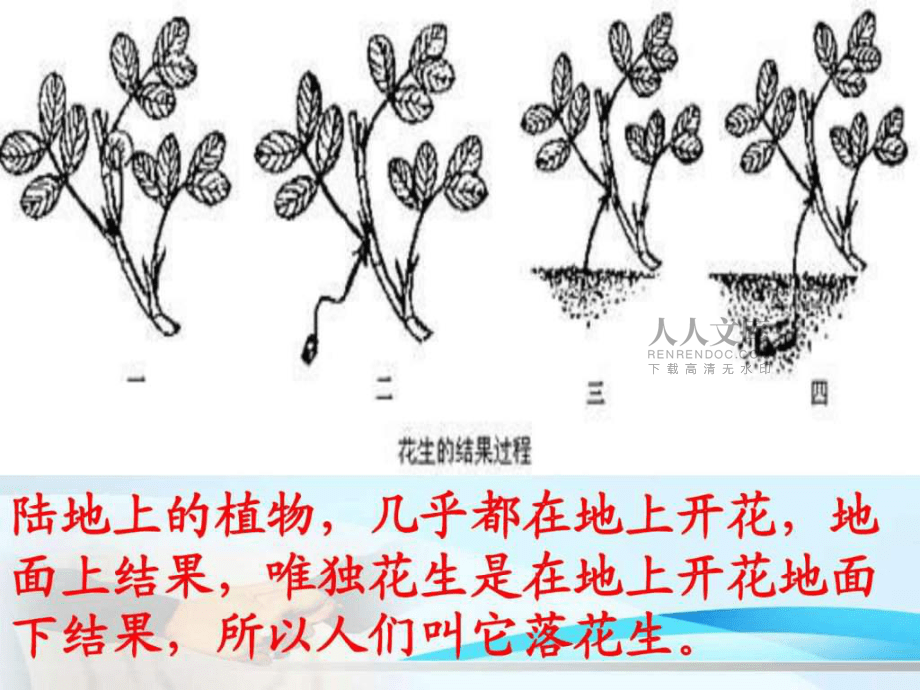 落花生ppt课件_第2页