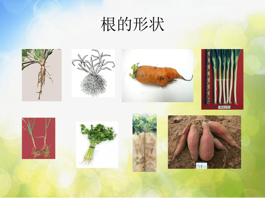 青島小學(xué)科學(xué)四上《2-植物的根》PPT課件-(1)_第3頁(yè)
