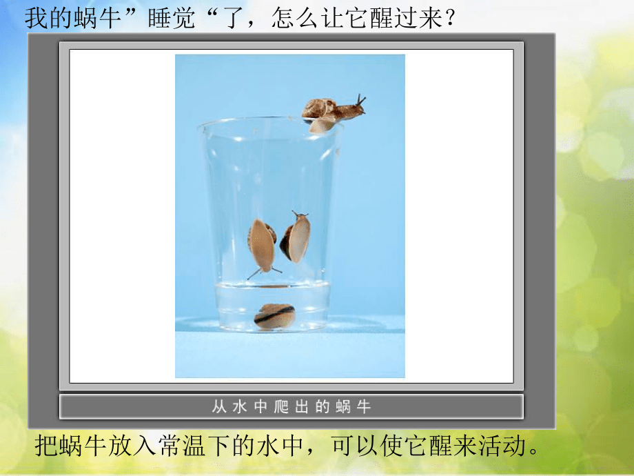 教科小学科学三上《2.3、蜗牛(二)》PPT课件(6) (1)_第4页