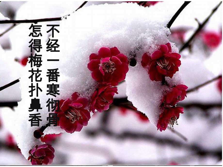 七年級(jí)下冊思想品德52挫折面前也從容_第3頁