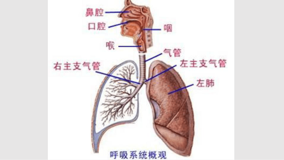 ww一急性上呼吸道感染_第3页