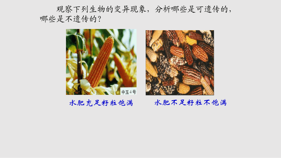 fx基因突变重组_第1页