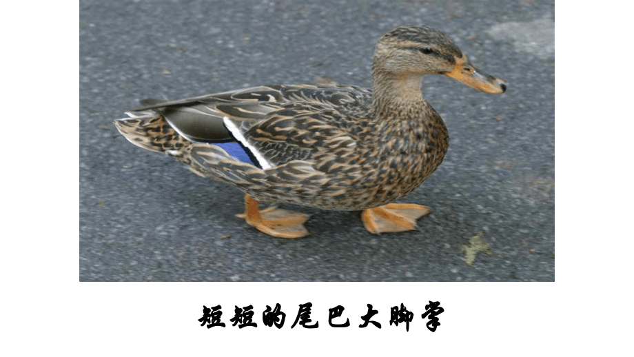 一年级上册音乐课件---第二单元《律动(嘎嘎小鸭子)》苏少版(共7张PPT)_第5页