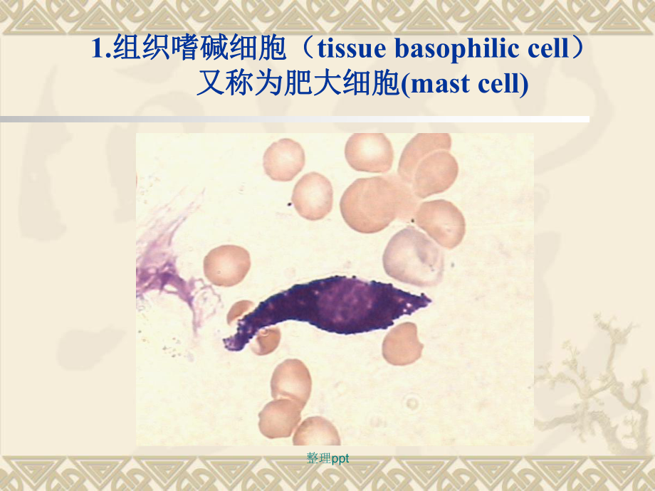骨髓非造血細(xì)胞_第3頁(yè)