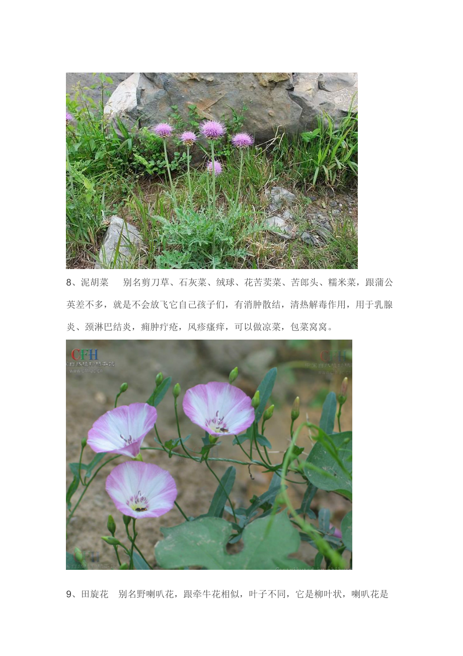 在黄骅常见又叫不上名的植物你要认得就是地地道道的黄骅人_第5页