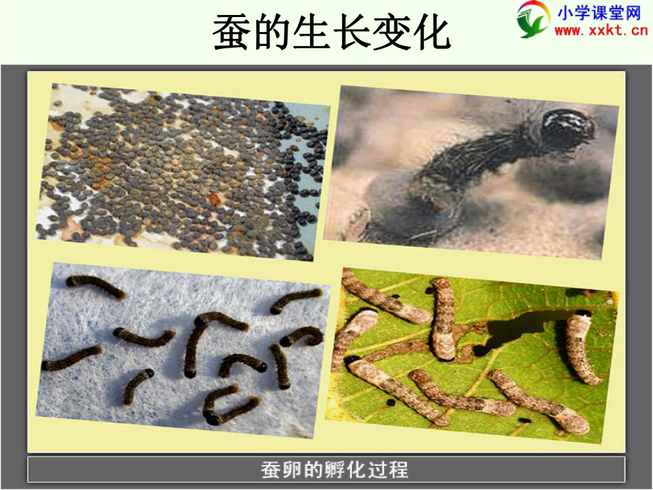 三年級(jí)科學(xué)下冊(cè)《蠶的生長(zhǎng)變化》_第5頁(yè)