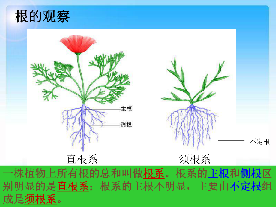 第三章_第一节_在实验室里观察植物_第3页