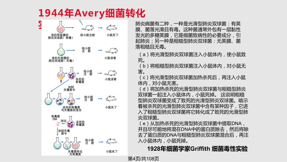 核酸化學生物化學_第5頁