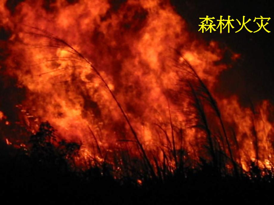 文明祭祖,森林防火主题教育活动_第4页