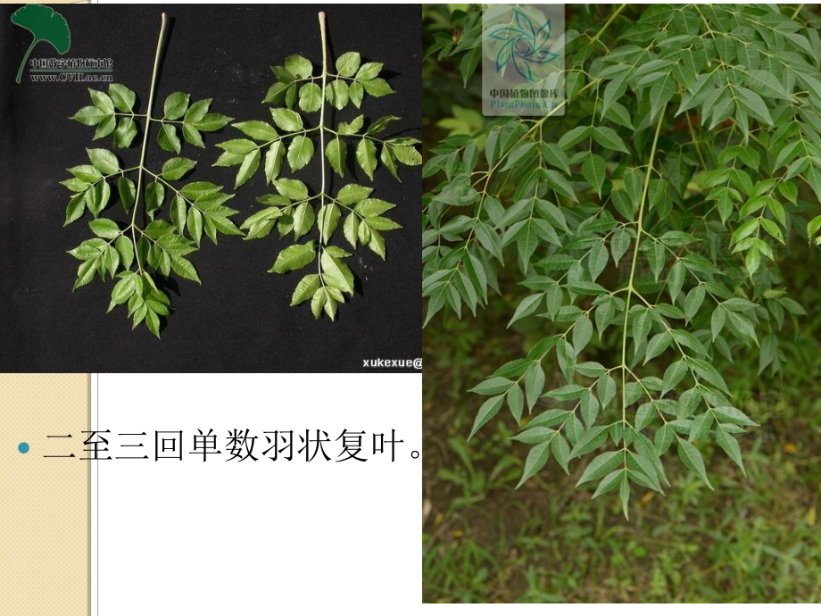 川楝子植物形态、功效、主治、临床应用_第4页