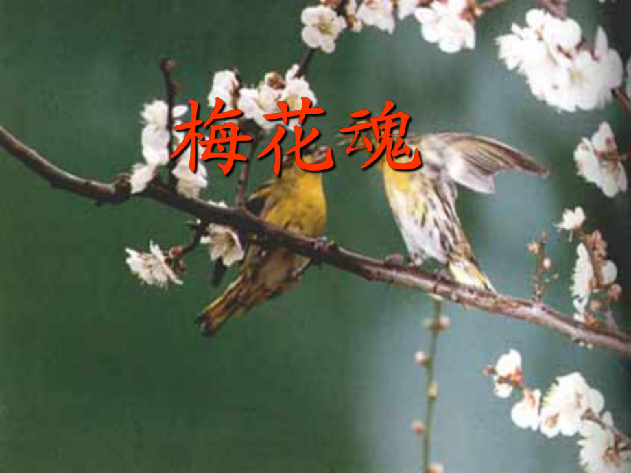 《梅花魂》课件_第2页