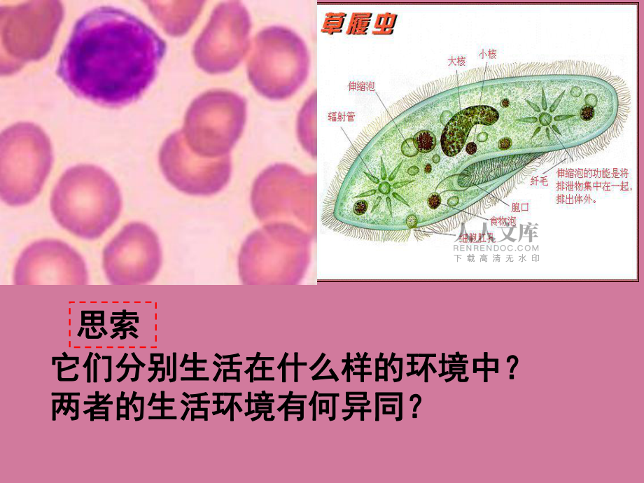 人教版教學第一章人體的內環境與穩態ppt課件_第2頁