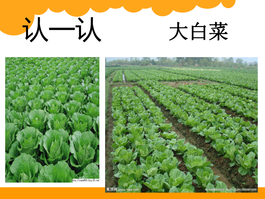 北師大版_三年級(jí)數(shù)學(xué)上冊(cè)_第三單元_運(yùn)白菜_第3頁(yè)