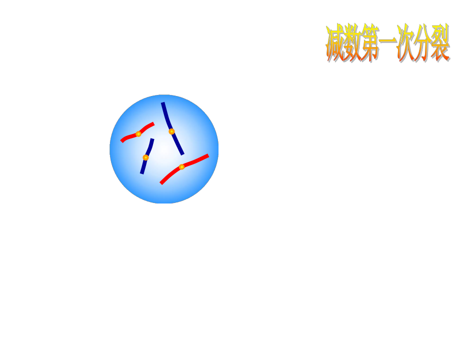 減數(shù)分裂過程及圖形分析_第5頁