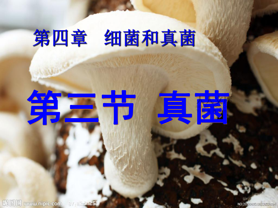 第五单元第四章第三节_真菌(新人教版)_第2页