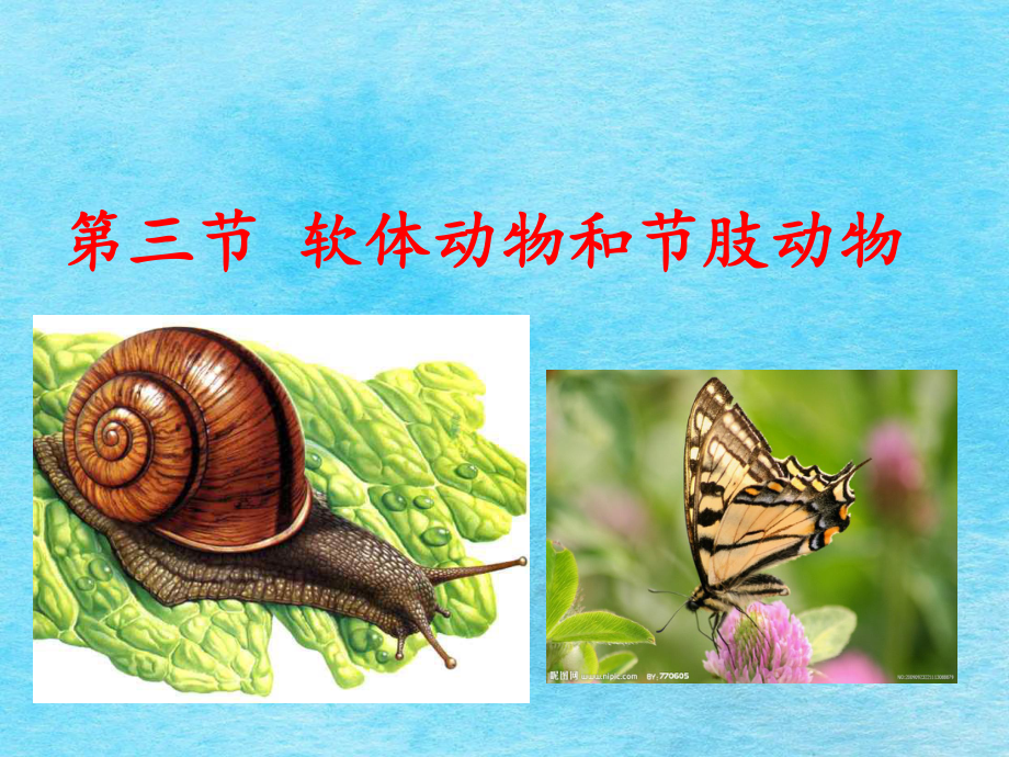 人教版八年級生物上冊5.1.3軟體動物和節肢動物(49張)ppt課件_第3頁