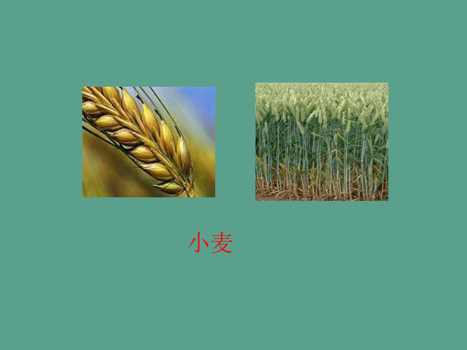 四年级下册语文-《麦子黄了》|语文A版ppt课件_第3页