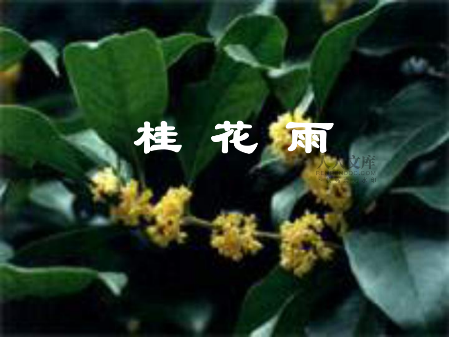 7人教版小学语文五年级上册《桂花雨》PPT课件_第2页